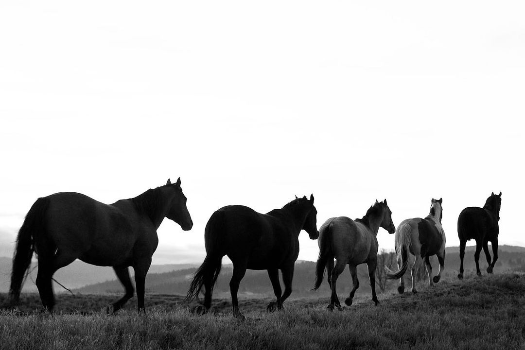 Black and white image of a line of six horses walking across a grassy field with rolling hills in the background, sky in the distance.