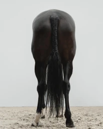 Rear view of a dark brown horse with a braided tail standing on a sandy ground against a pale grey background.