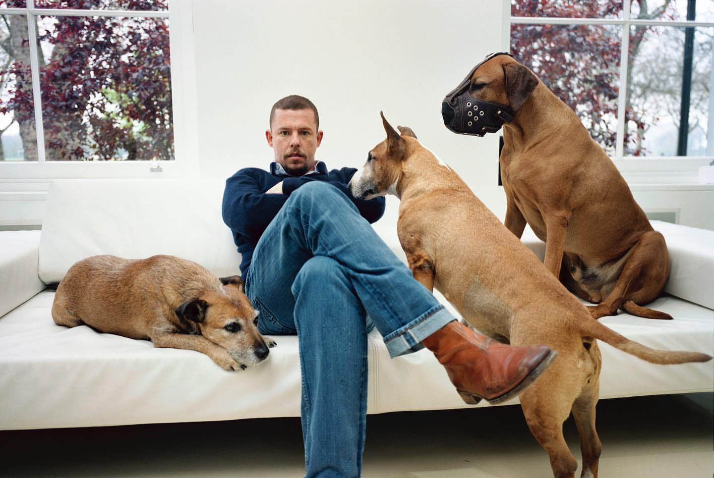 Man sits on a white couch surrounded by four brown dogs, one wearing a muzzle, with natural light streaming through a window behind.