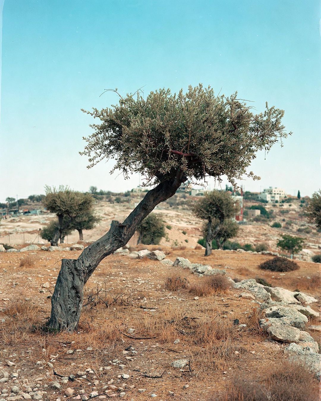 A lone olive tree stands on a rocky hillside under a bright blue sky. A stone wall curves around the tree's base. Houses are visible in the distance.