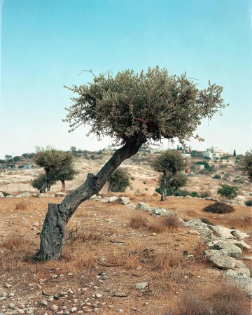 Nick Waplington