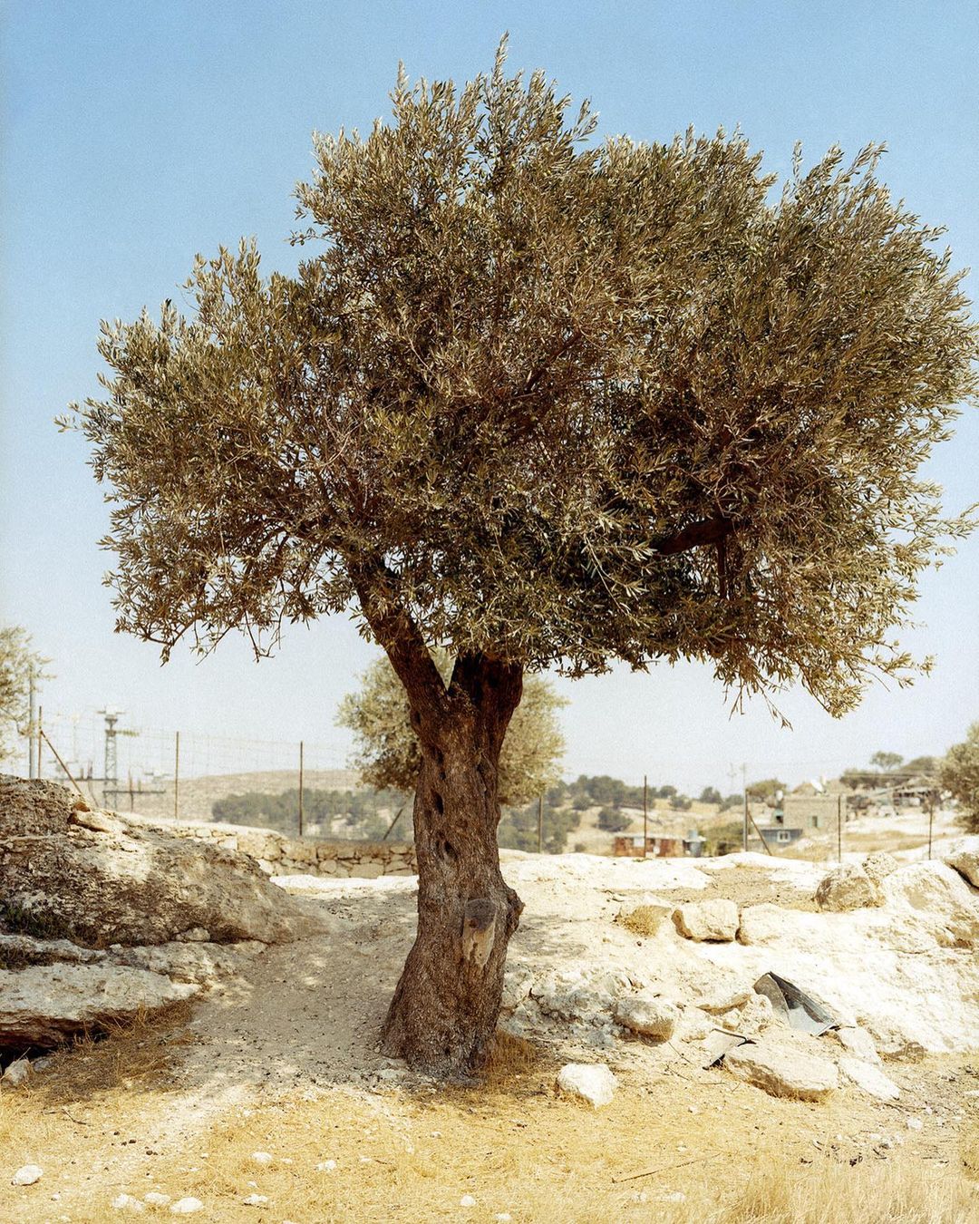 A full shot of a mature olive tree with a gnarled trunk and dense foliage, set in a rocky, sunlit landscape against a clear blue sky.