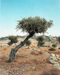 An angled olive tree stands in a dry, sparse landscape under a clear blue sky, captured by Nick Waplington.