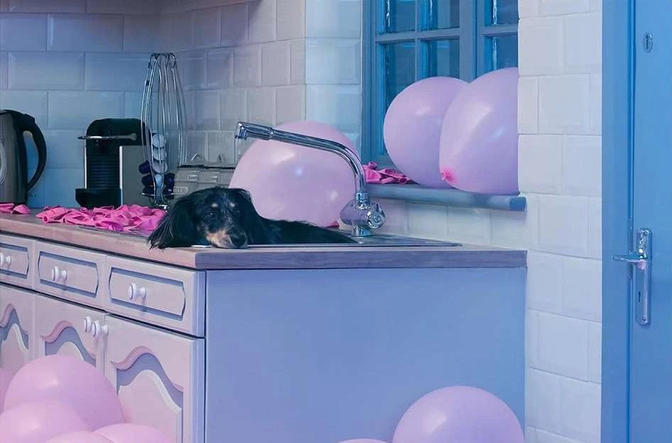 A long-haired dachshund rests in a lilac kitchen sink surrounded by pink balloons and tile, creating a whimsical and colourful scene.