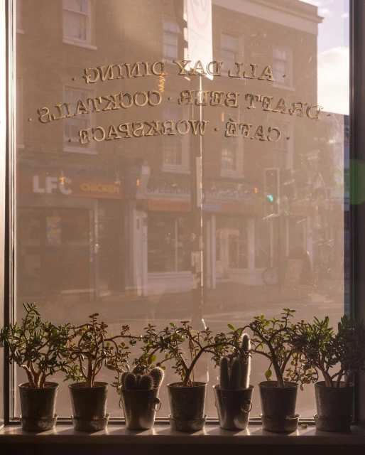 Indoor shot of potted plants on a windowsill inside a cafe, with light-drenched city street reflecting in the window glass.