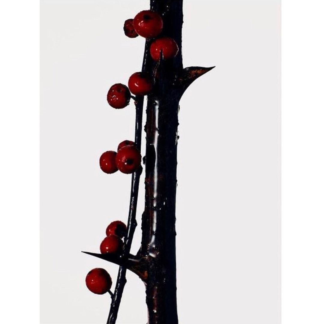 Close-up of a dark, wet tree branch with bright red berries attached to its sides, against a plain white background.