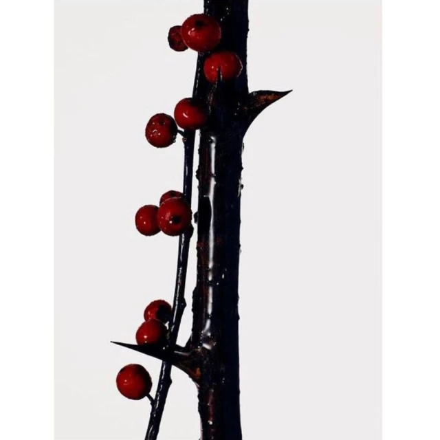 Close-up of a dark, wet tree branch with bright red berries attached to its sides, against a plain white background.