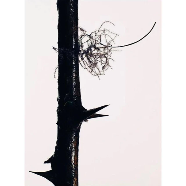 Close-up of a dark, thorny branch with a small cluster of delicate, tangled fibers against a bright, clean background.