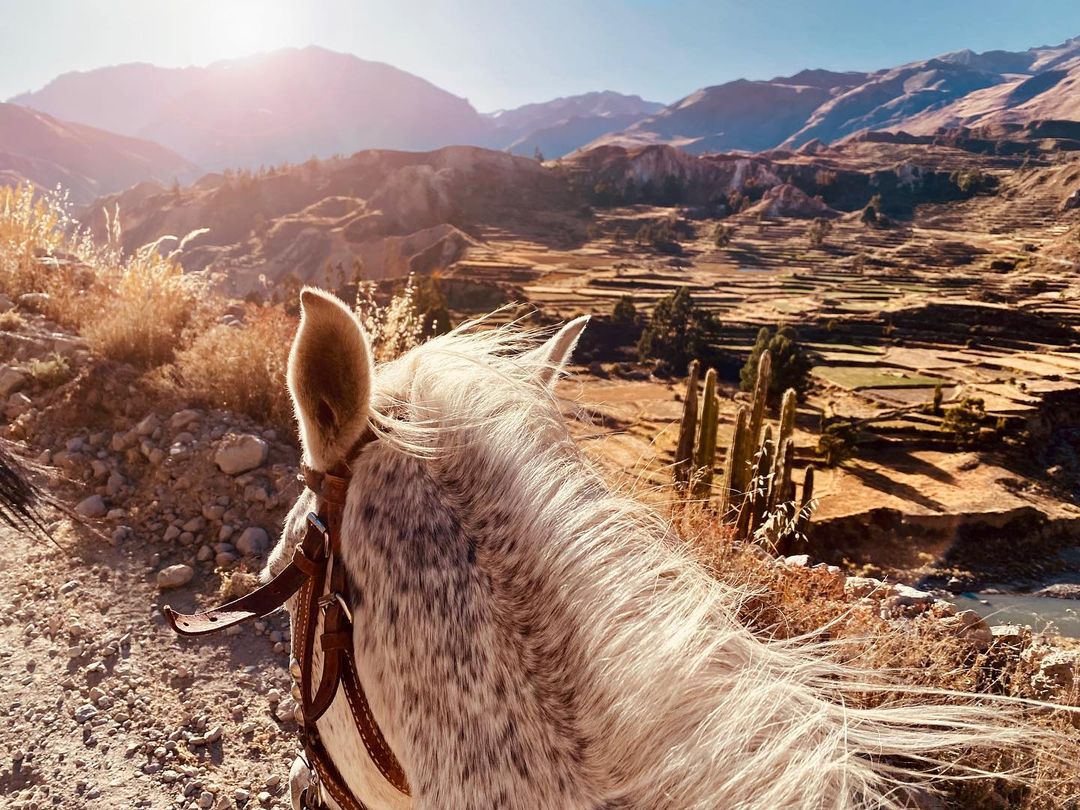 Scenic view from horseback riding through a brown field, with mountains in the background and bright sunlight. Adventure travel.