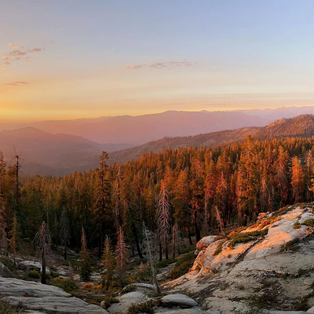 Scenic landscape featuring a dense forest of coniferous trees and distant mountain peaks under a colorful sunset sky.