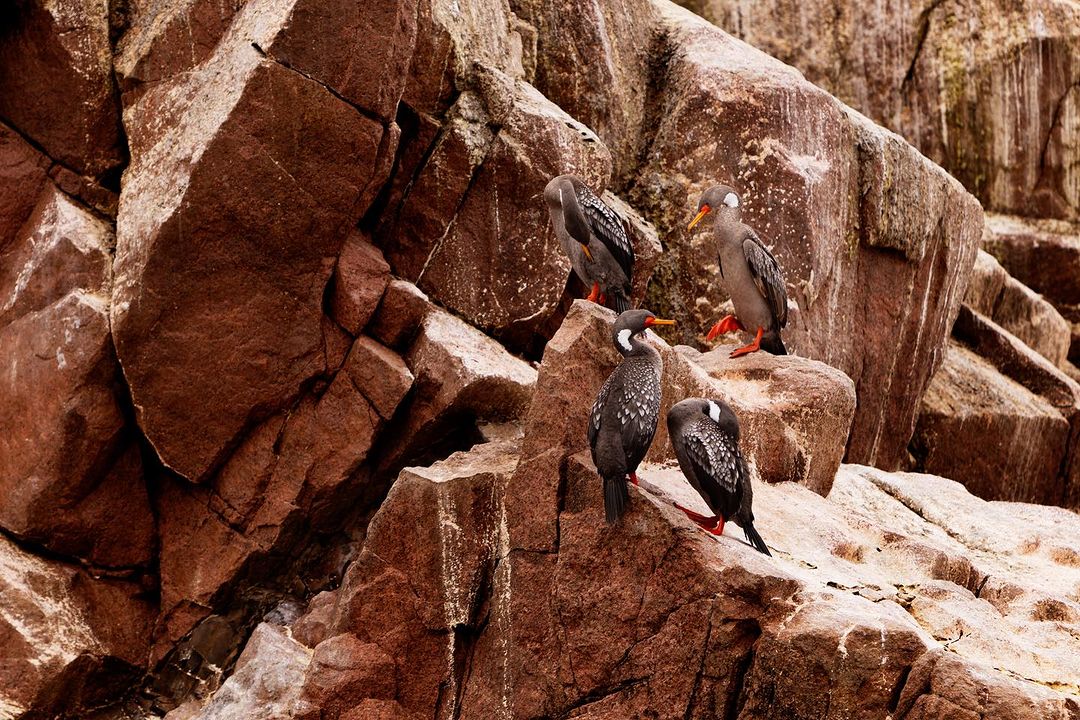 Seabirds perched on rocky cliffs. The birds are gray and black with some white markings. The rocks are reddish brown with some white streaks.