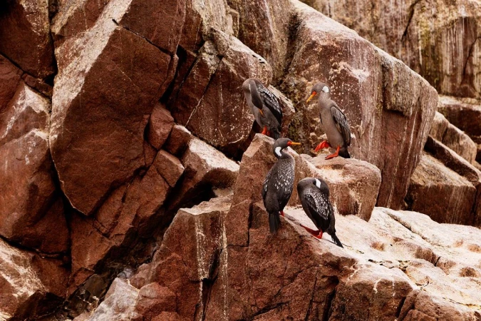 Seabirds perched on rocky cliffs. The birds are gray and black with some white markings. The rocks are reddish brown with some white streaks.