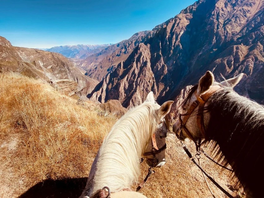 Two horses stand in a mountainous landscape. One horse is mostly white, the other mostly brown, as seen from a high-angle viewpoint.