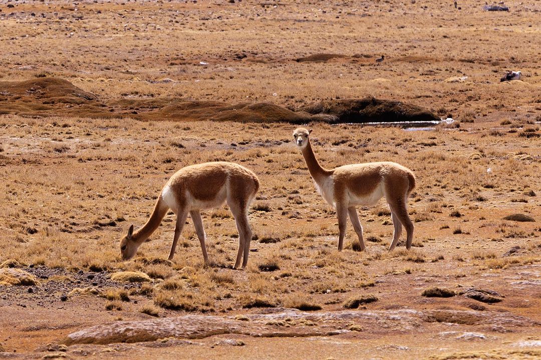 Two vicuñas stand in a dry, grassy field under the sun. One grazes with its head down, while the other stands alert, looking towards the camera.