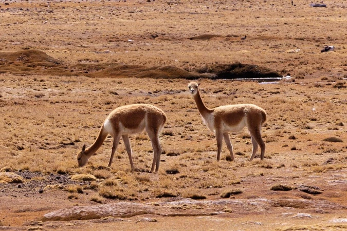 Two vicuñas stand in a dry, grassy field under the sun. One grazes with its head down, while the other stands alert, looking towards the camera.