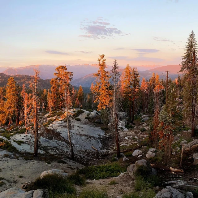 Scenic vista with tall, slender trees in a rocky landscape, illuminated by the warm, orange glow of the setting sun, with distant mountains.