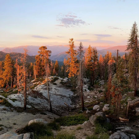 Scenic vista with tall, slender trees in a rocky landscape, illuminated by the warm, orange glow of the setting sun, with distant mountains.