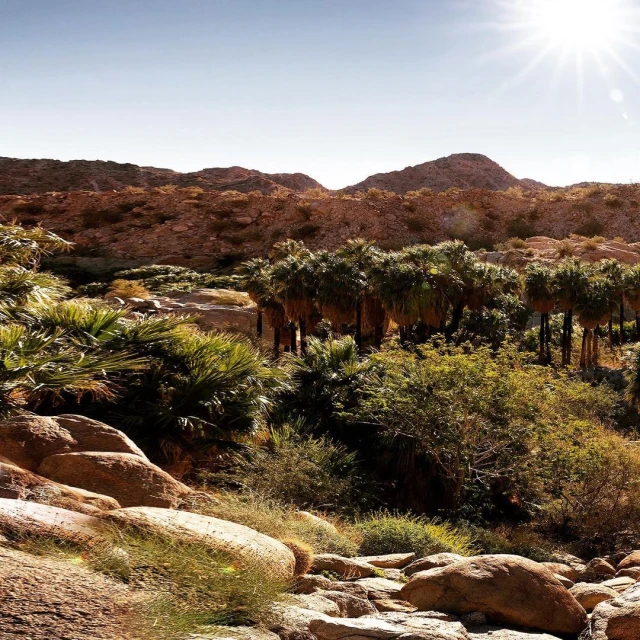 Landscape photograph of desert with palm trees and rock formations under a bright, clear sky and a sun flare.
