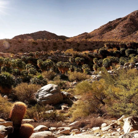 Sunny desert landscape with mountains, cactus, and palm trees, showcasing a rocky terrain under a clear sky in a dry climate.