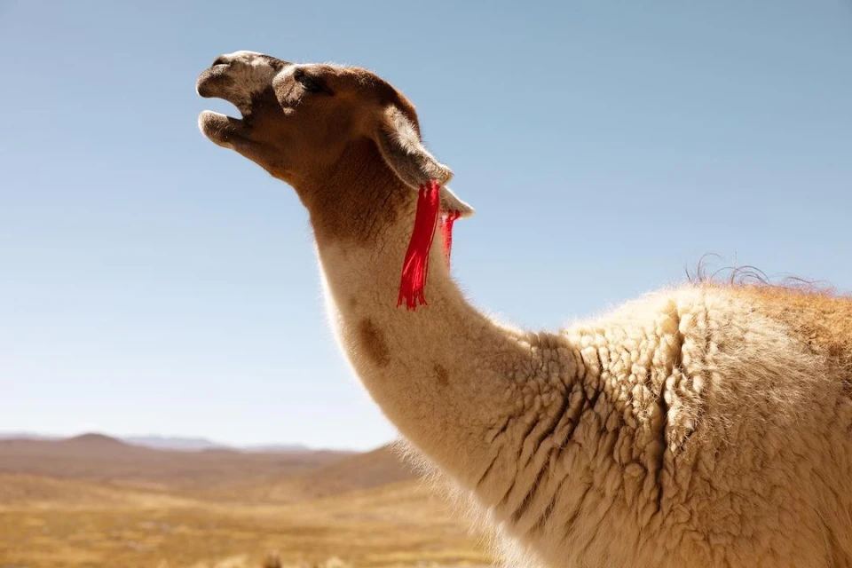 Close-up of a llama in a desert landscape under a clear blue sky with a red ribbon tied to its ear, photographed outdoors.