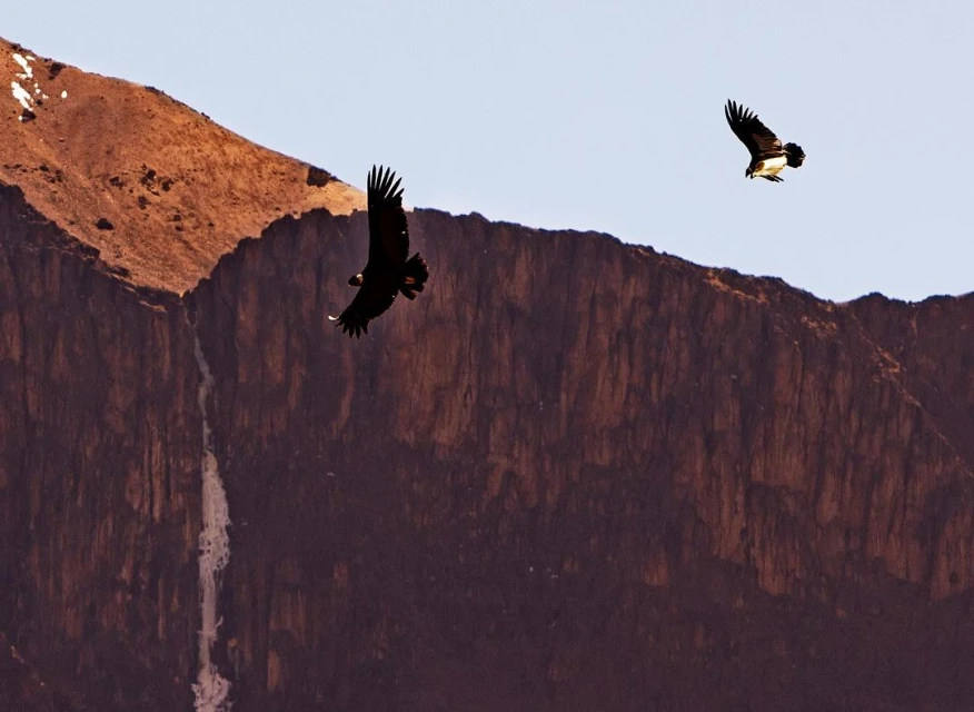 Two Andean condors soar against a backdrop of a mountainous landscape with a clear sky in a natural environment.