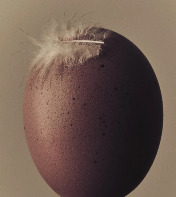 Still life of a brown egg with a white feather resting on top against a soft, neutral backdrop, minimalist composition.