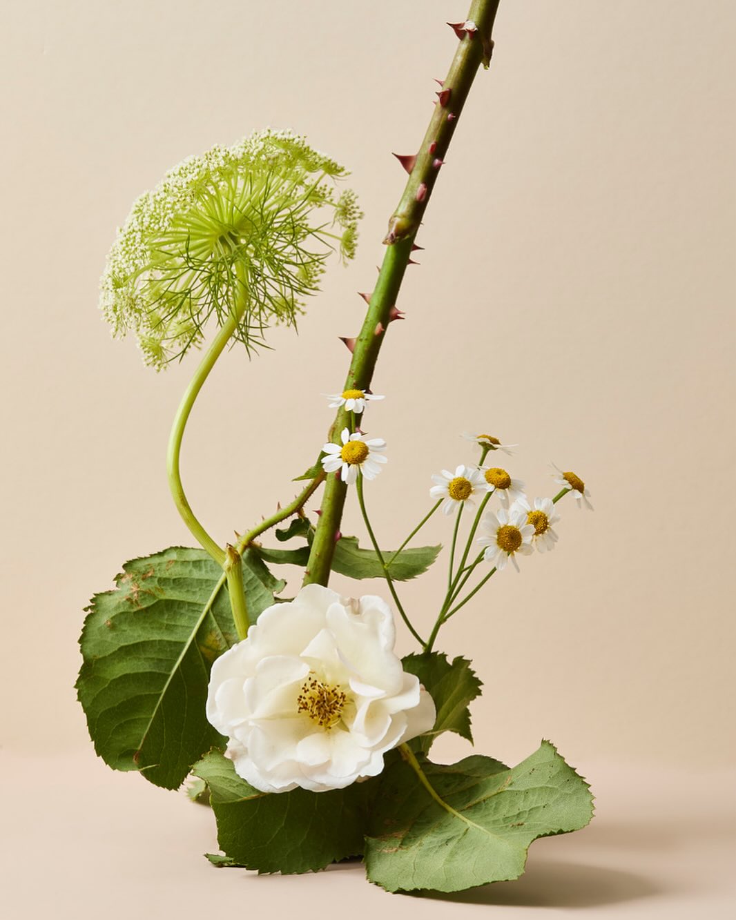 Floral still life featuring a white rose, chamomile flowers, and Queen Anne's lace against a soft beige backdrop in a studio setting.