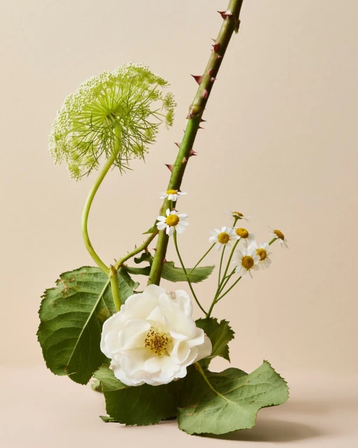 Floral still life featuring a white rose, chamomile flowers, and Queen Anne's lace against a soft beige backdrop in a studio setting.