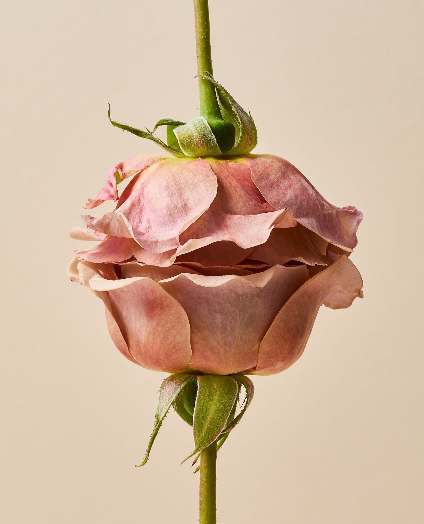 Close-up studio photograph of two pink roses joined stem-to-stem against a solid beige background