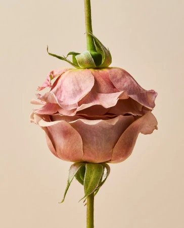 Close-up studio photograph of two pink roses joined stem-to-stem against a solid beige background