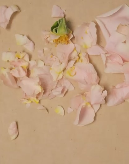 Close-up on scattered light pink rose petals with yellowing centers on a beige surface, showing delicate textures and soft colors.