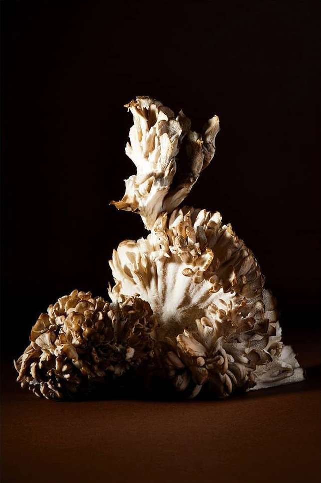 Dramatic studio still life of three hen-of-the-woods mushrooms, isolated against a dark brown background with soft, directional lighting.