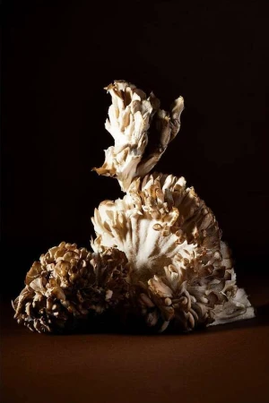 Nocera&ferri