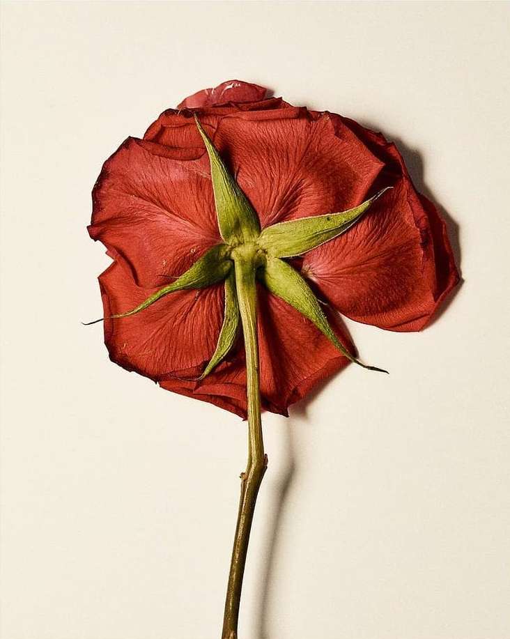 Overhead shot of a single red rose with a brown stem against a neutral background, highlighting the flower's petals and form.