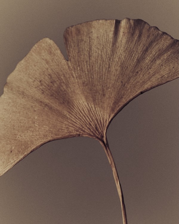 Close-up photo of a single ginkgo leaf with distinct veining and stem against a plain neutral background; botanical art in muted tones.