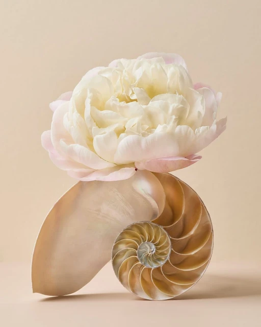 Still life photograph of a white peony blossom resting on a nautilus shell against a soft beige background in a photo studio.