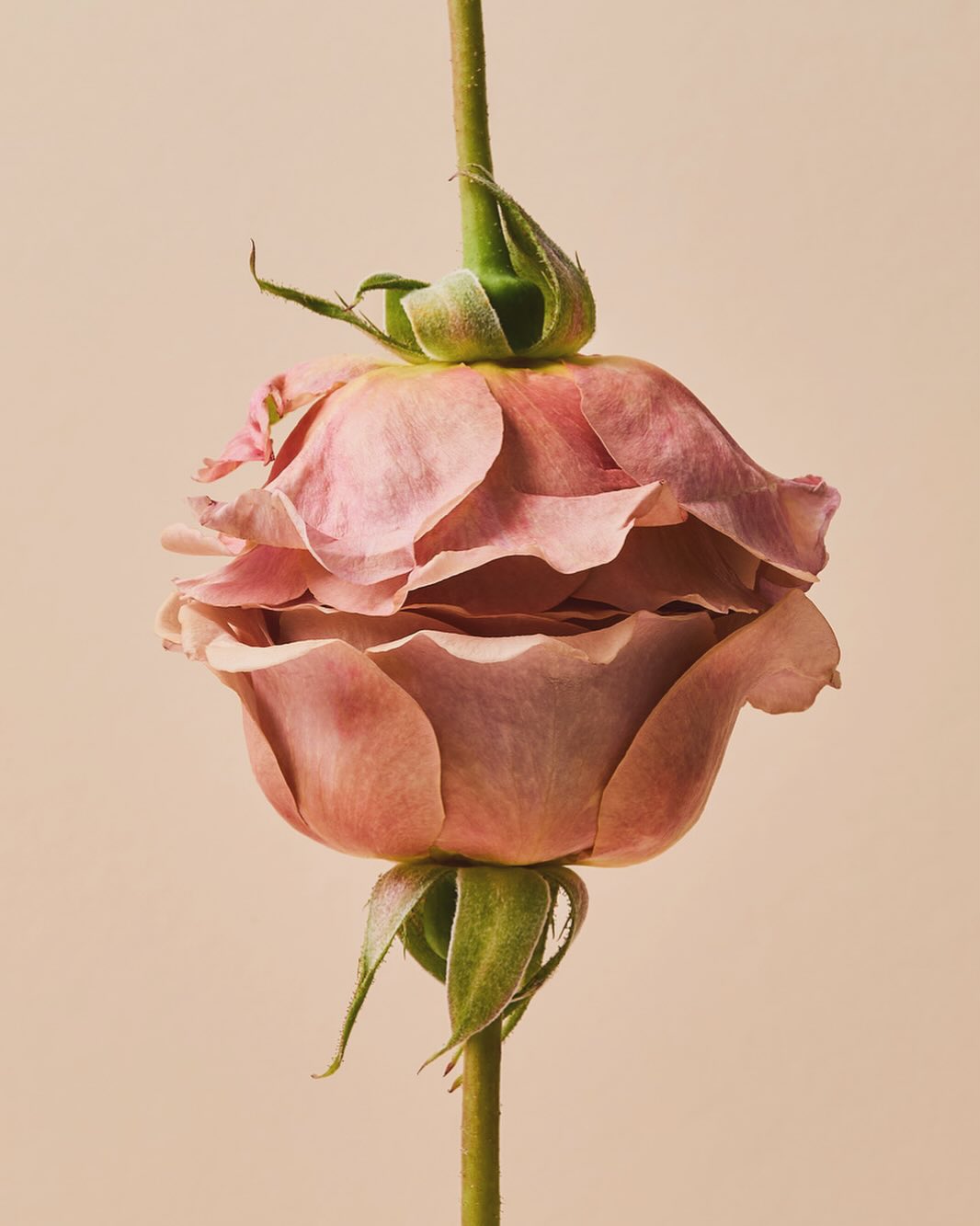 Close-up studio shot of a pink rose with a bud, showcasing its delicate petals and stem against a smooth, light pink background.