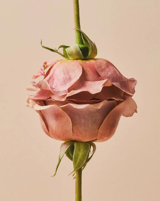 Close-up studio shot of a pink rose with a bud, showcasing its delicate petals and stem against a smooth, light pink background.