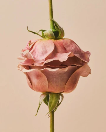 Close-up studio shot of a pink rose with a bud, showcasing its delicate petals and stem against a smooth, light pink background.