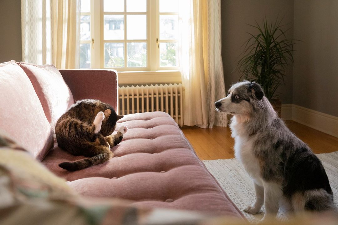A tabby cat rests on a rose-colored sofa while a merle Australian Shepherd sits on the floor, in a naturally lit living room.
