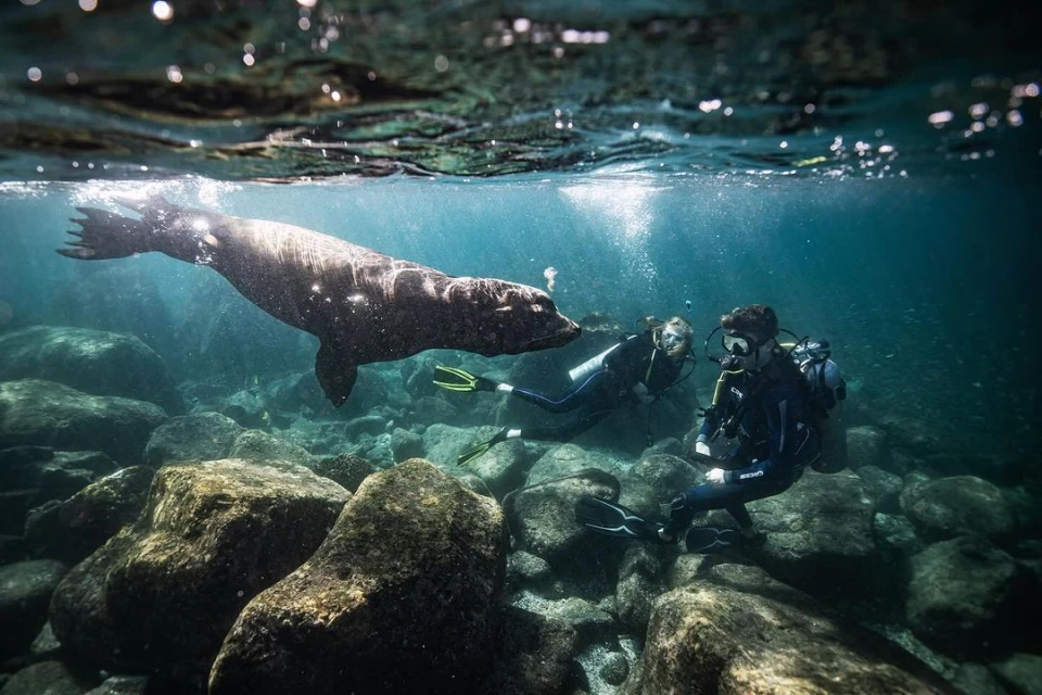 Underwater view of a Galapagos sea lion swimming toward two scuba divers amid rocky seafloor and clear blue ocean water.