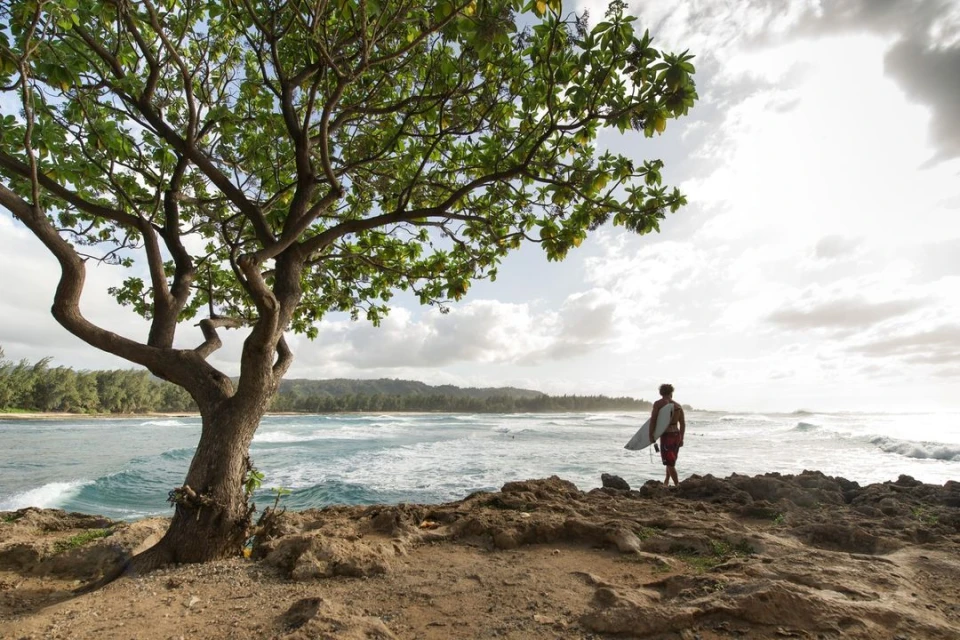 A person stands on a rocky outcrop holding a surfboard, looking out towards the ocean with waves and a tree on the left.