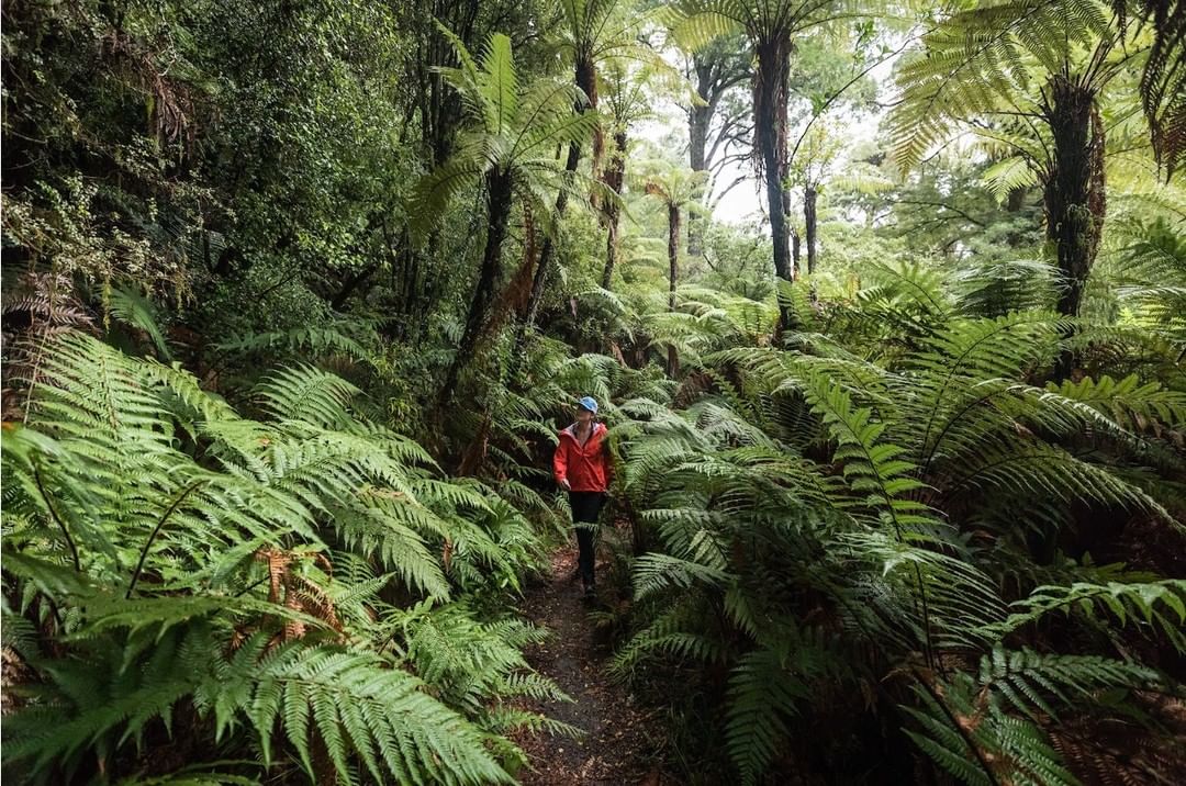 A woman hikes a lush, green forest trail under a soft overcast sky, surrounded by ferns and tall trees in a peaceful, natural setting.
