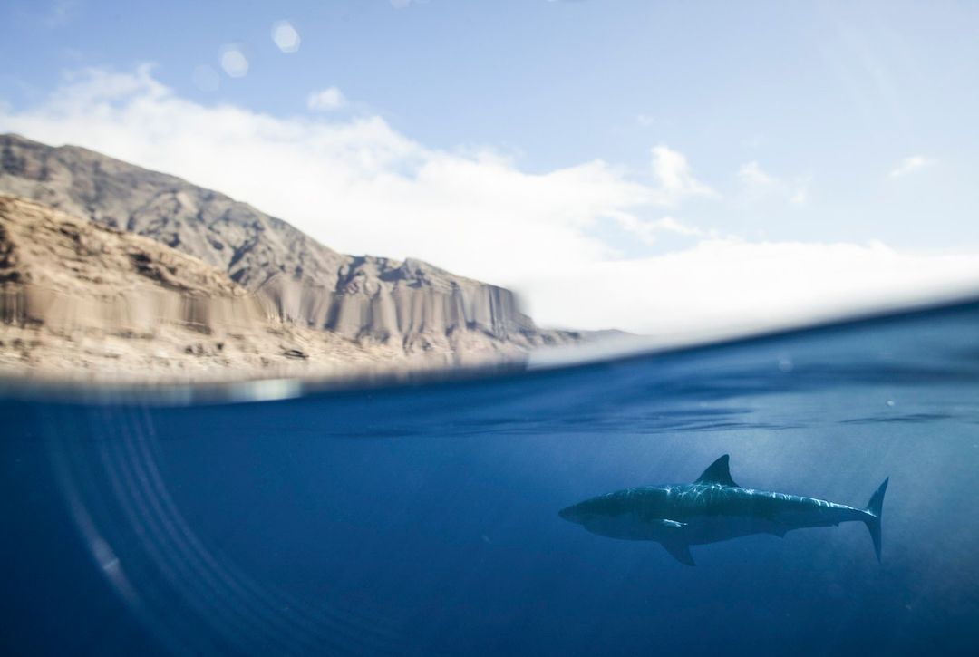 Split-level view of a shark swimming underwater near a mountain island under a cloudy sky in shades of blue and brown.