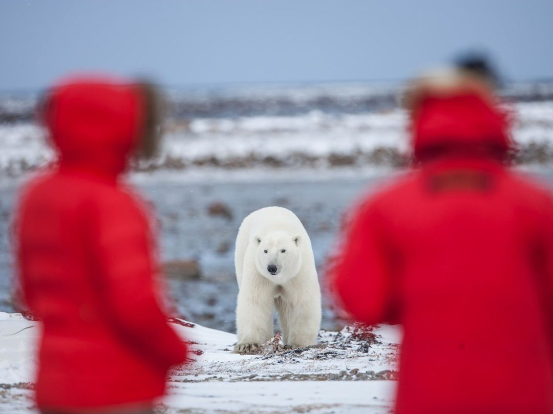 Polar bear walks on snowy ground framed by two blurred people in red jackets, beneath a gray sky near the ocean.