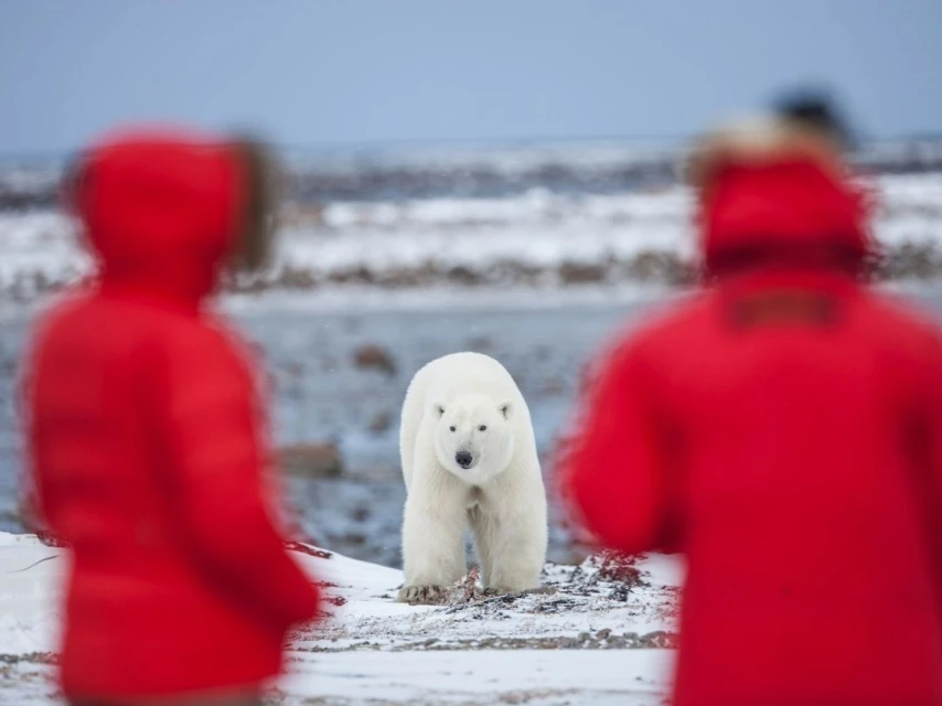 Polar bear walks on snowy ground framed by two blurred people in red jackets, beneath a gray sky near the ocean.