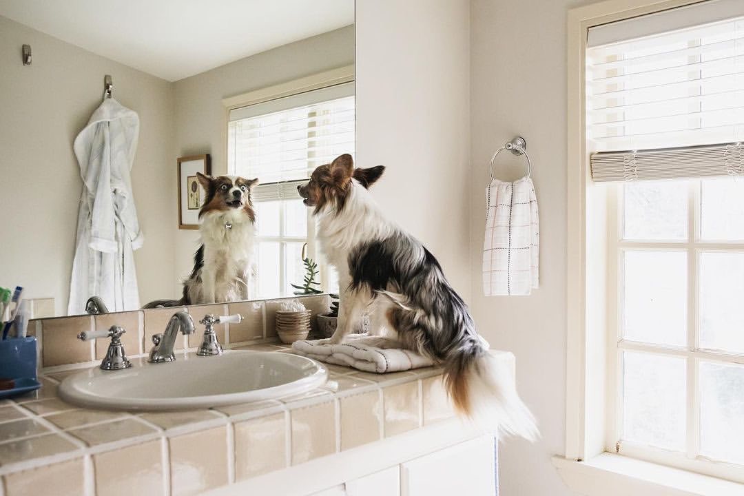 Dog sitting on bathroom counter looks in mirror, capturing a humorous reflection of itself in a clean, bright, indoor setting.