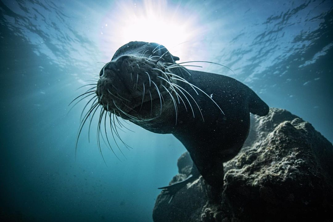 Underwater shot of a sea lion perched on a rock, with sunlight filtering through the ocean surface, creating a serene wildlife scene.