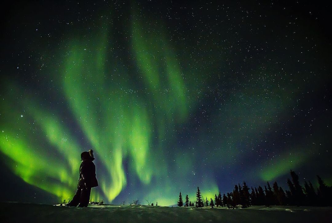 Person gazing at the mesmerizing green aurora borealis illuminating the night sky, with silhouette of trees against the horizon.