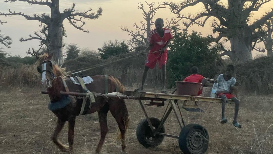 Three youths ride in a horse-drawn cart on a dirt road in a rural area. The cart is loaded with materials. Baobab trees dot the landscape.